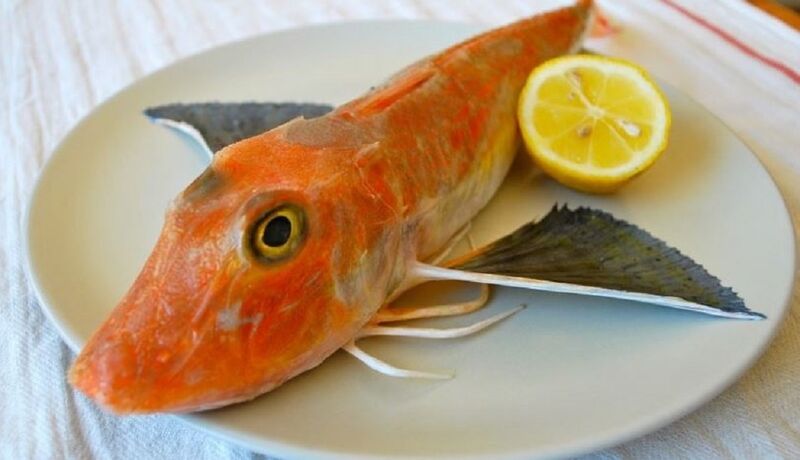 Kırlangıç Balığı - Sea-robins