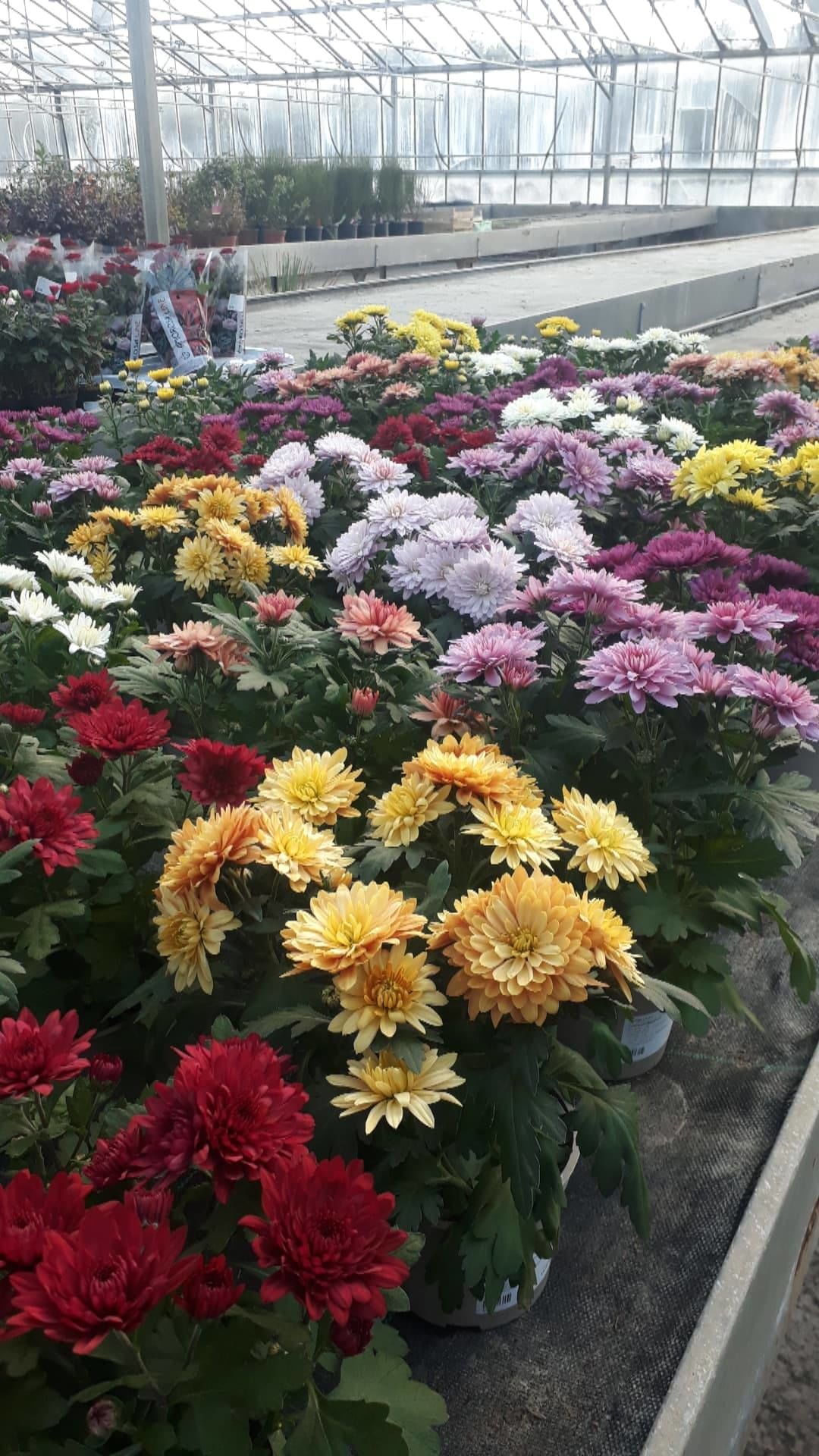 Krizantema-Chrysanthemum