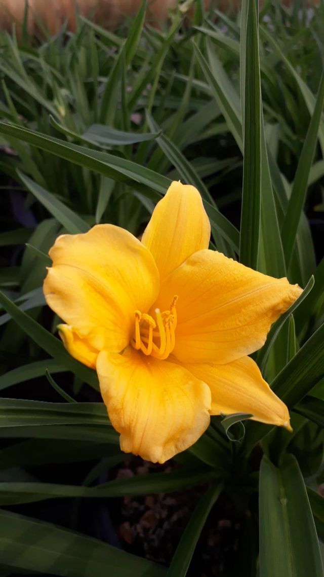 Graničica-Hemerocallis