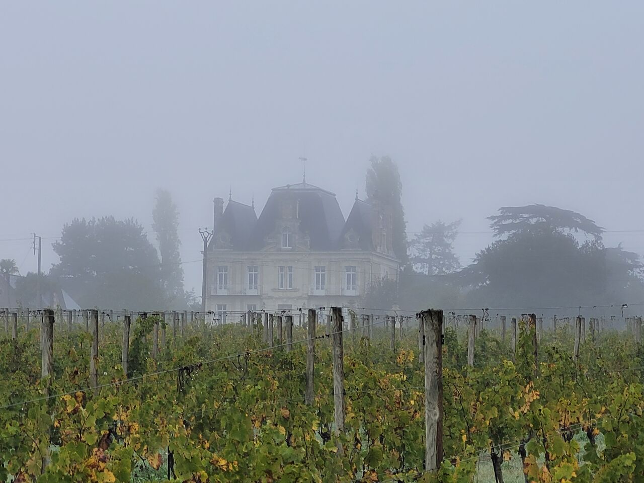 les vignes du château 