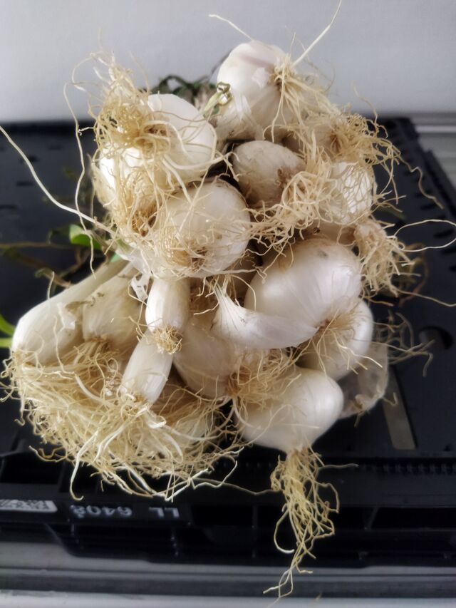 Oignons botte 2.10€ la botte 