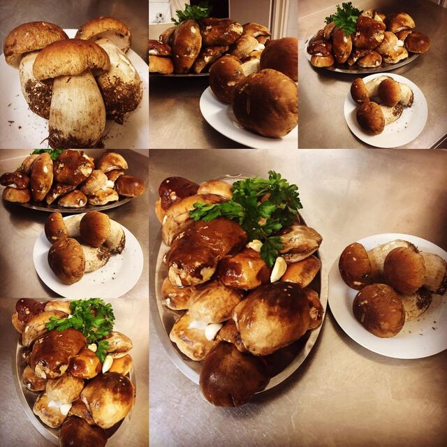 Funghi porcini
