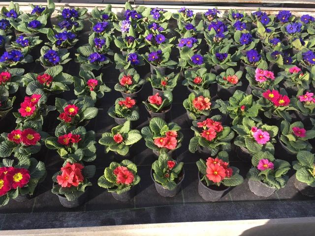 Jaglac
Znanstveni naziv: Primula Viša klasifikacija: Jaglačevke