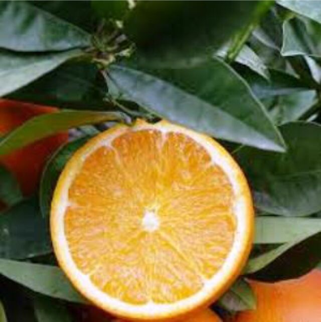 Orange val late filet - 3,75€