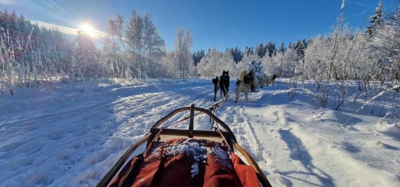 Chien de traineau, cani-kart, cani-rando...