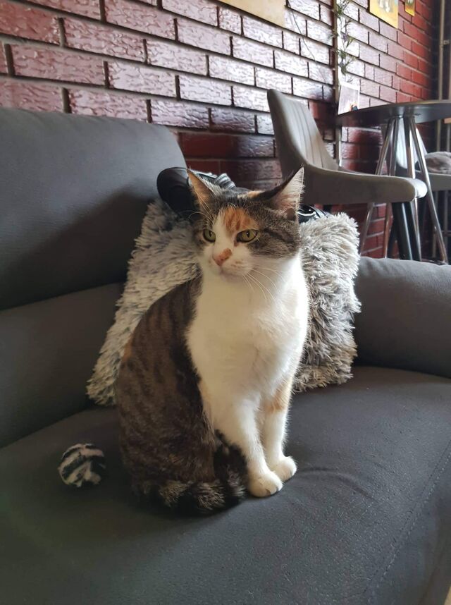 Tabby negoduje zbog samo njoj znanog razloga
