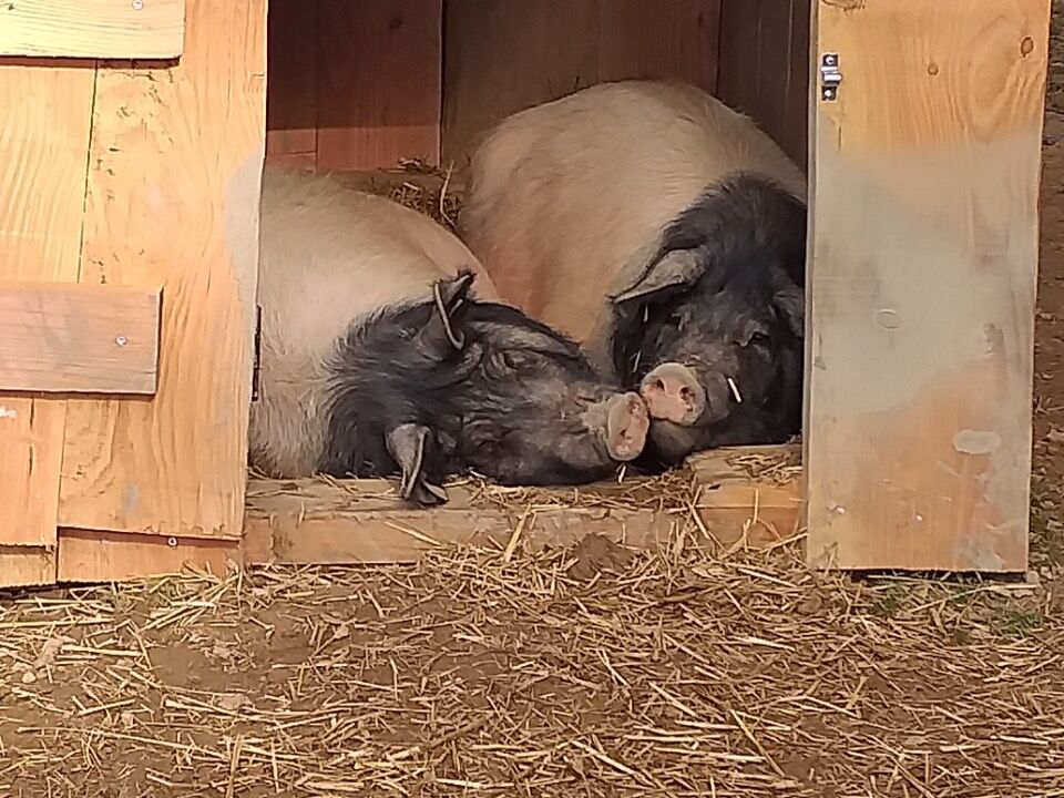 En attendant la mise bas 