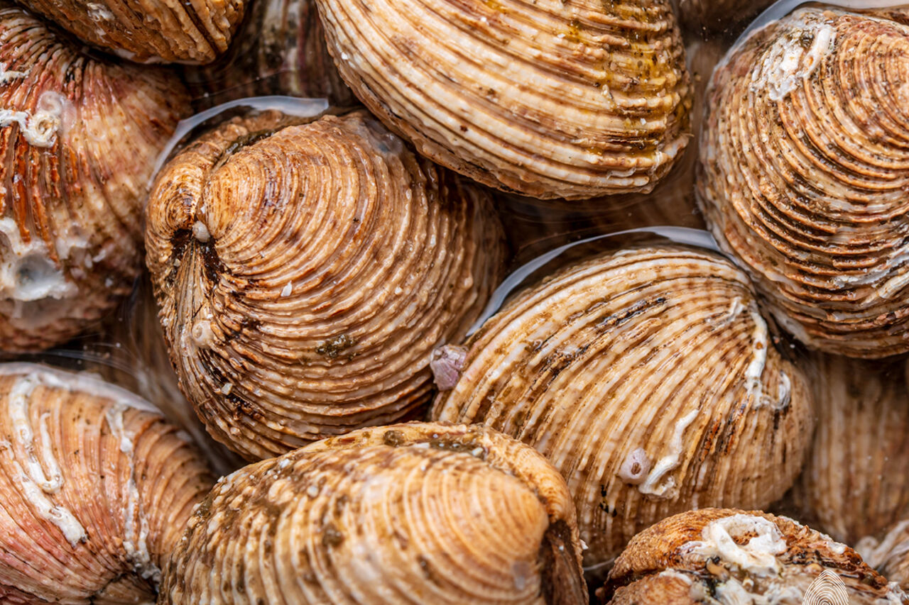 La Fontanina al Mare