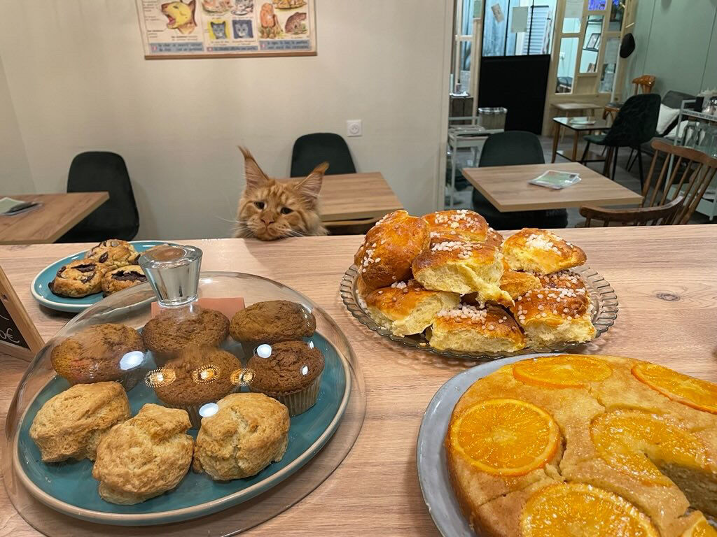 Petit déjeuner en famille à brive - avec un petit félin sur le fauteuil voisin