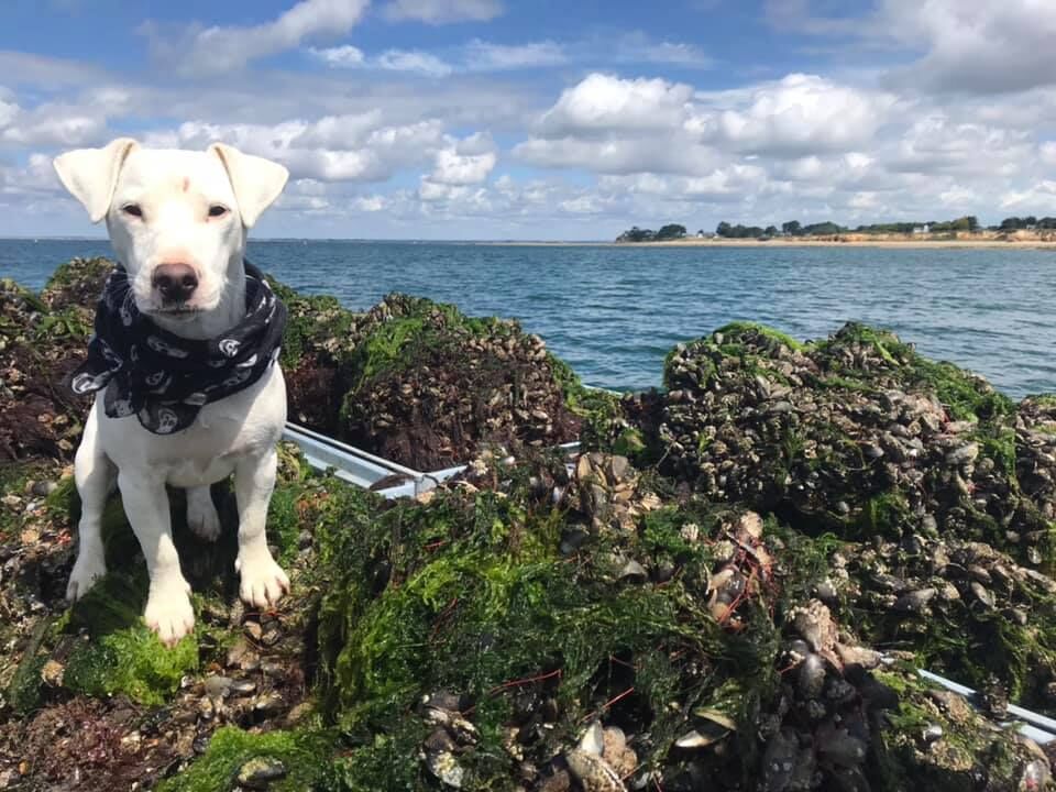 Matelot à bord. Pêche de Moules de Bouchot, à Pénestin (56).