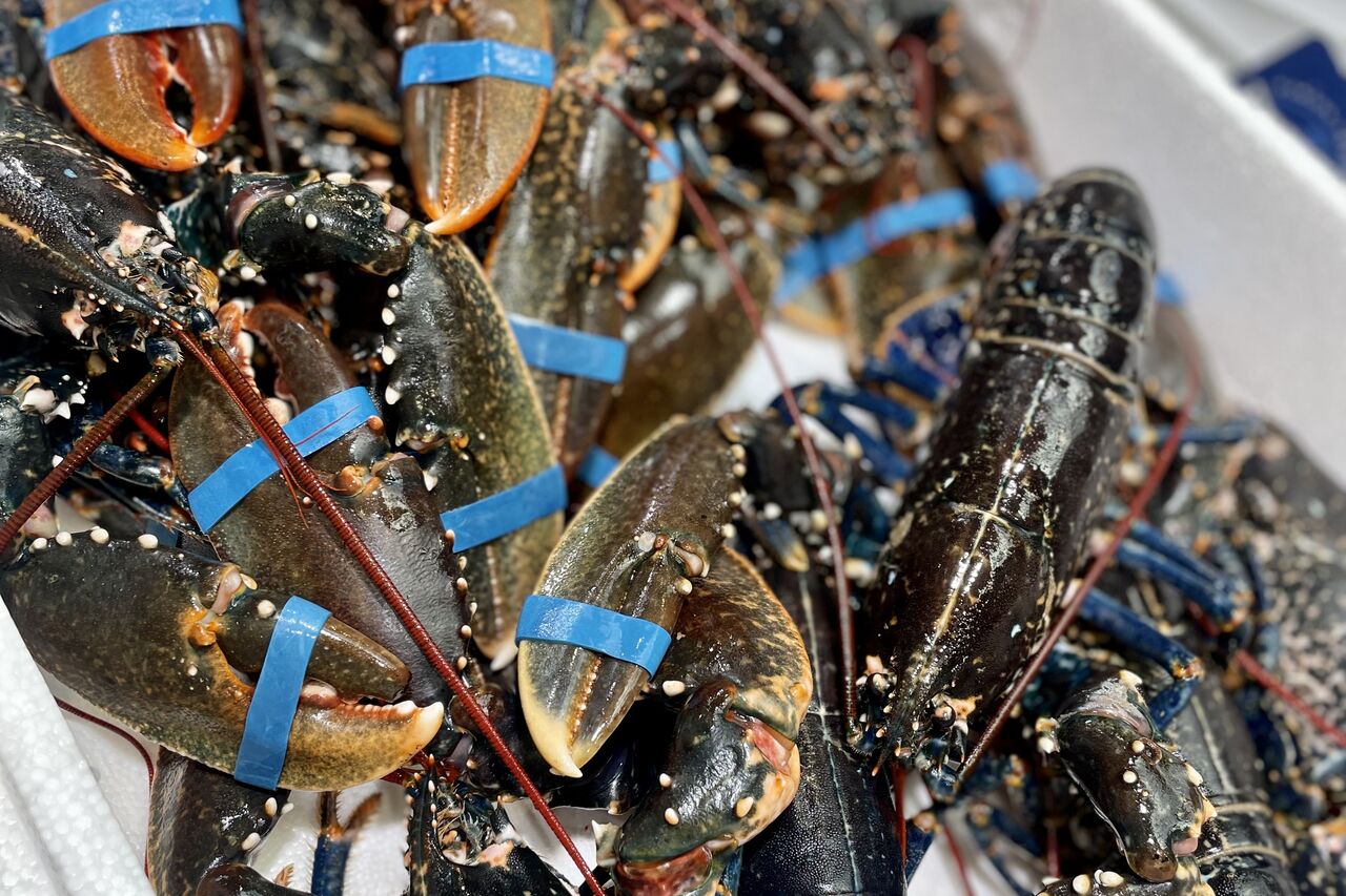 Arrivage de homards frais