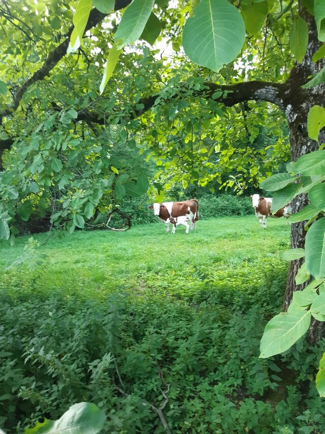 Les prairies représentent 95% de la surface agricole.
