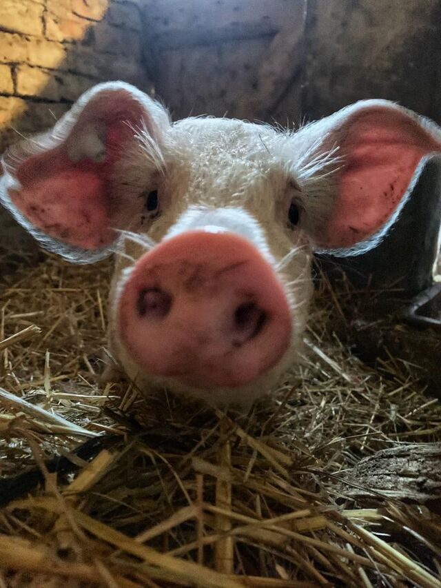 Eigene Zucht von Angler Sattel Schweinen