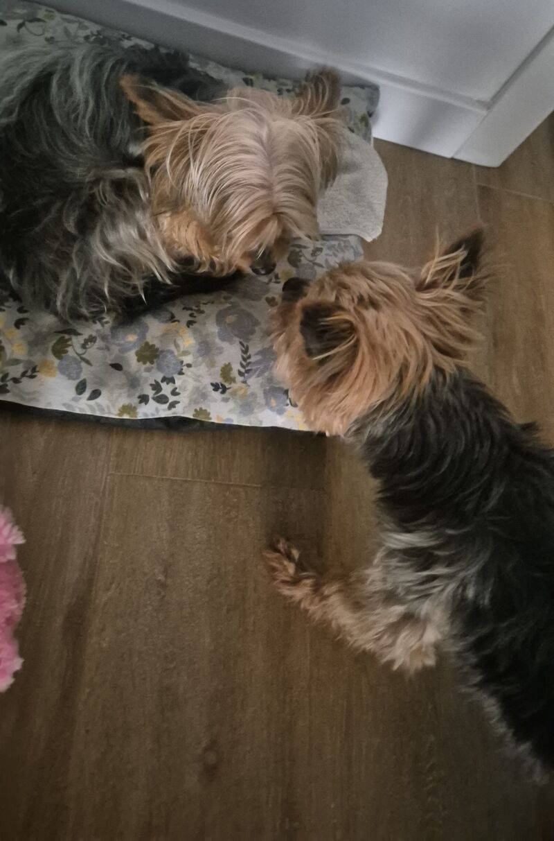 Brownie y Pipo 🐾🐾