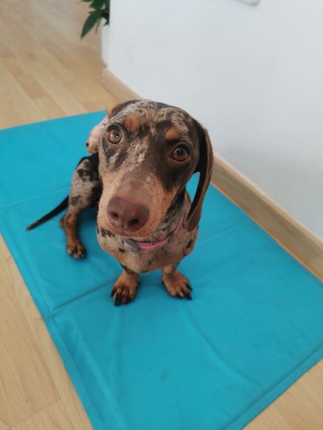 Freyita 🐾ya está más grande 💗