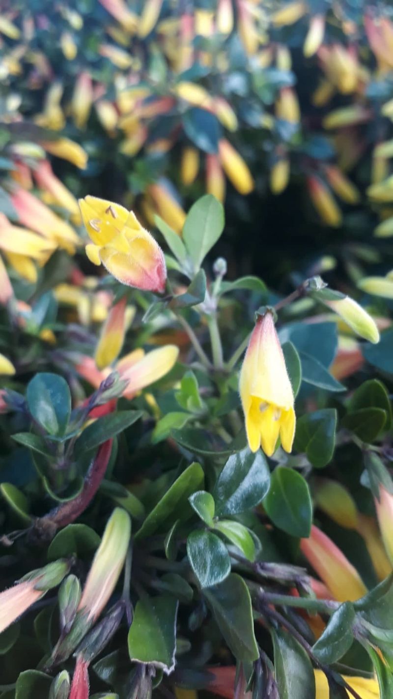 Jakobinia-Justicia rizzinii