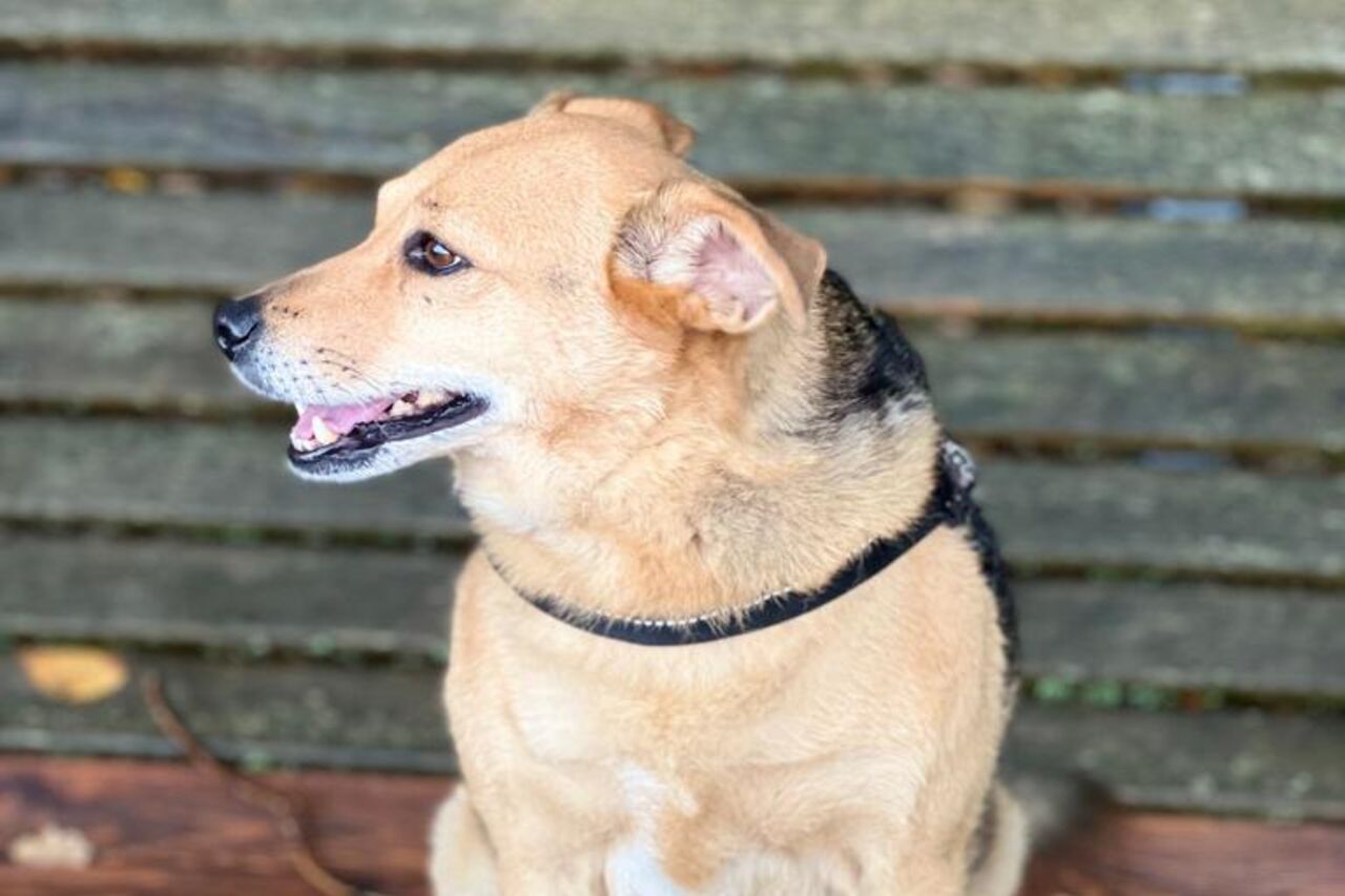 Ein Besuch mit Hund, Katze, Maus oder Elefant ist bei uns leider nicht möglich