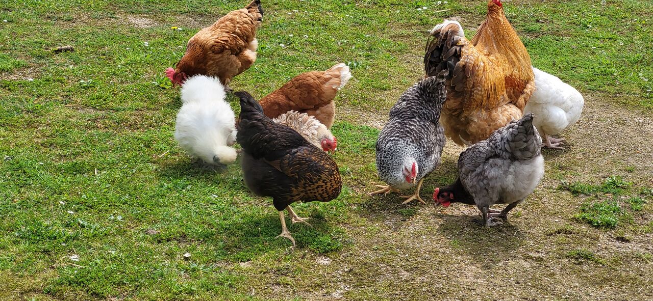 Les poules de la maison