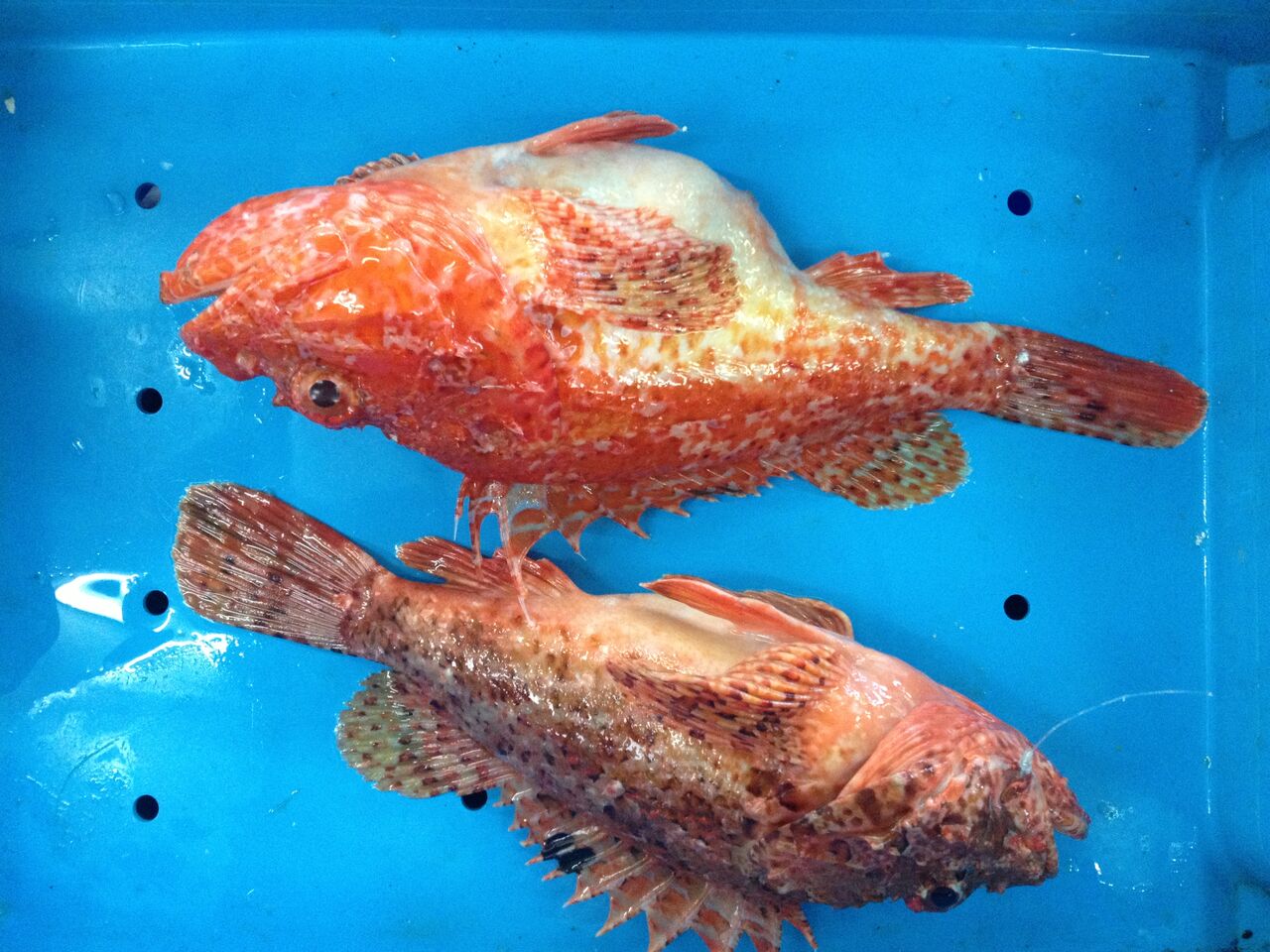 Dos buenas gallinas para el caldero