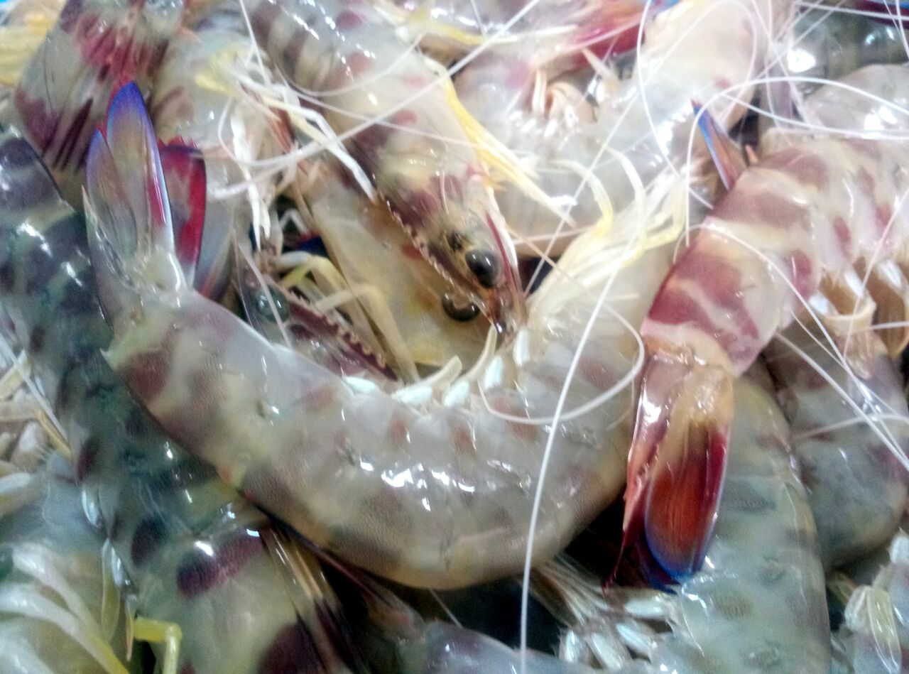 LANGOSTINOS DEL GRAO