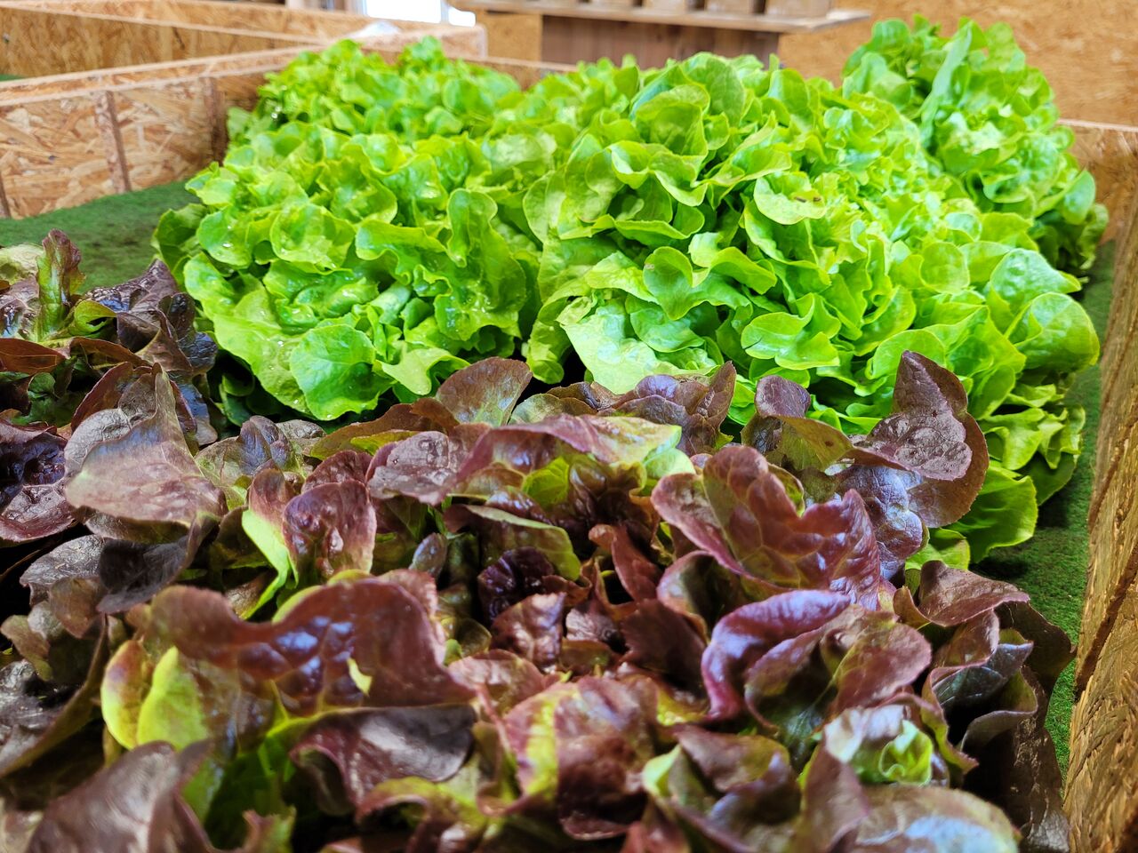 sélection de salades