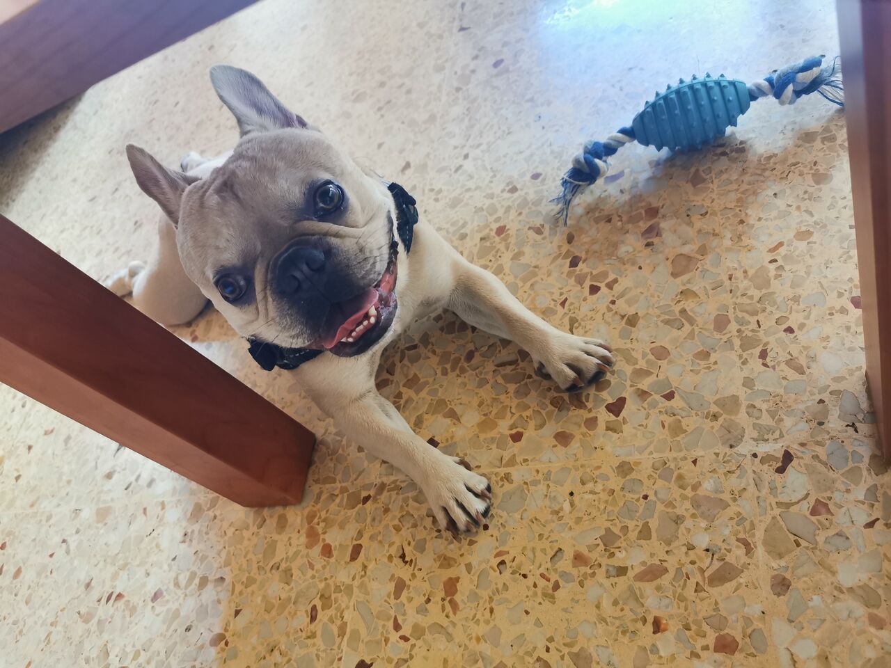 El pequeño Groot es un encanto ?