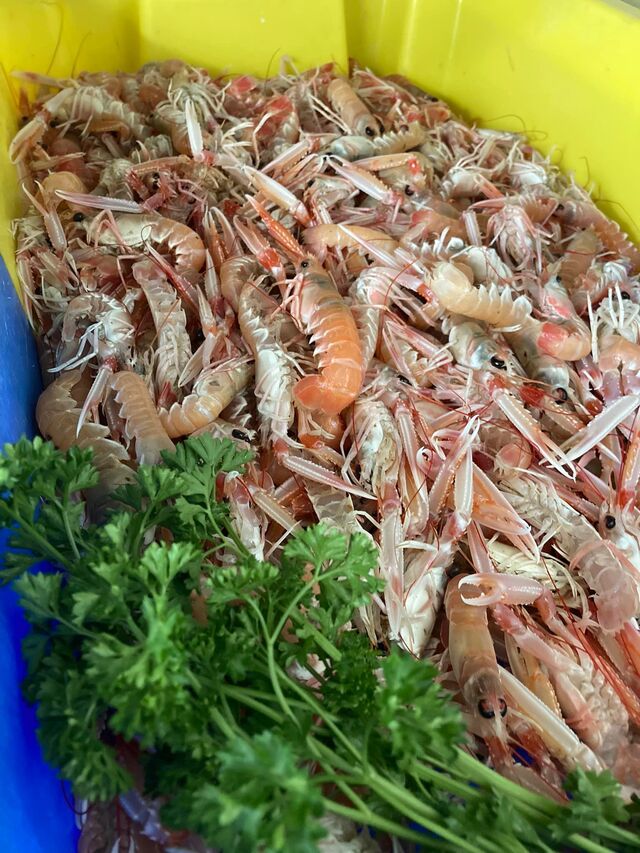 Arrivage régulier de langoustines vivantes en direct de la criée de Lorient.