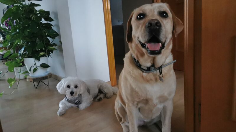 Pufy y Hawaii son grandes amig@s 🐾