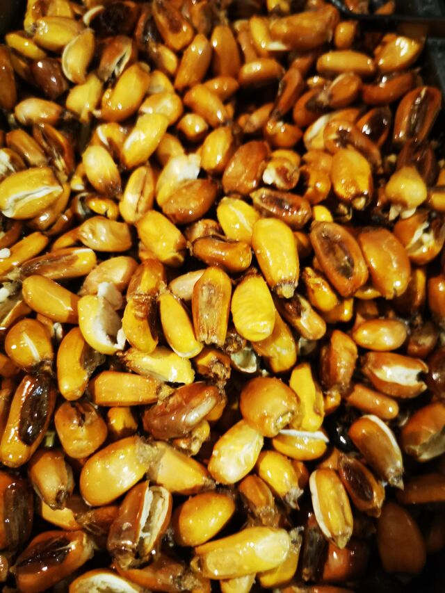 CANCHA ! Un mais grillé péruvien que nous mangeons à l'apéritif mais aussi pour accompagner des plats 