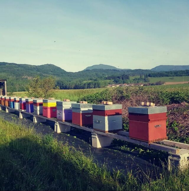 Rucher de Miel d'acacia dans l'ain