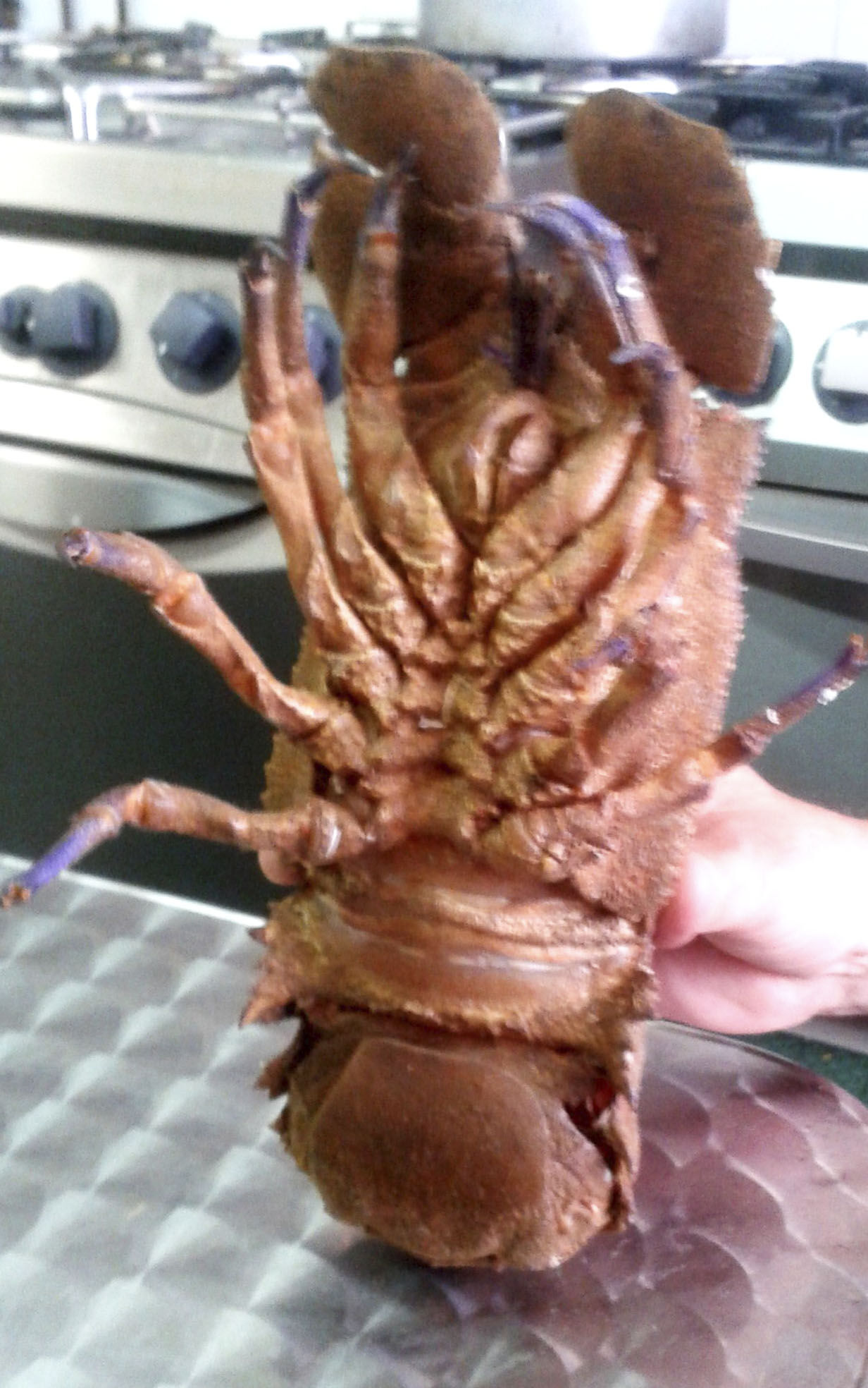 CASTAÑOLA - CIGALA REAL