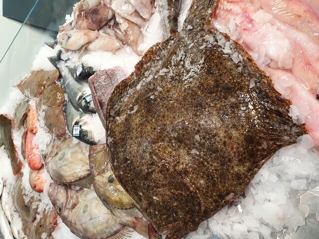 Turbot côtier de 4,2kg 