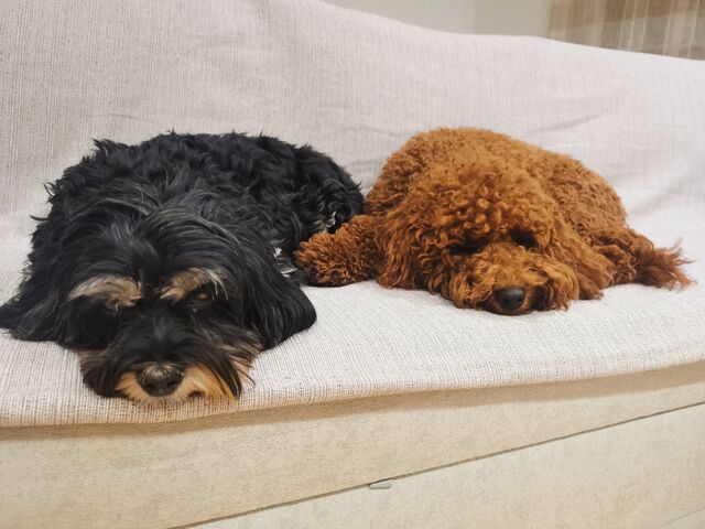 Luna y Milo 🐾🐾