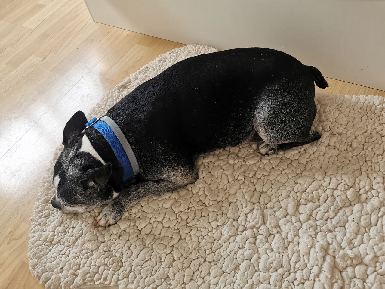 Oliver haciendo la siesta 😴