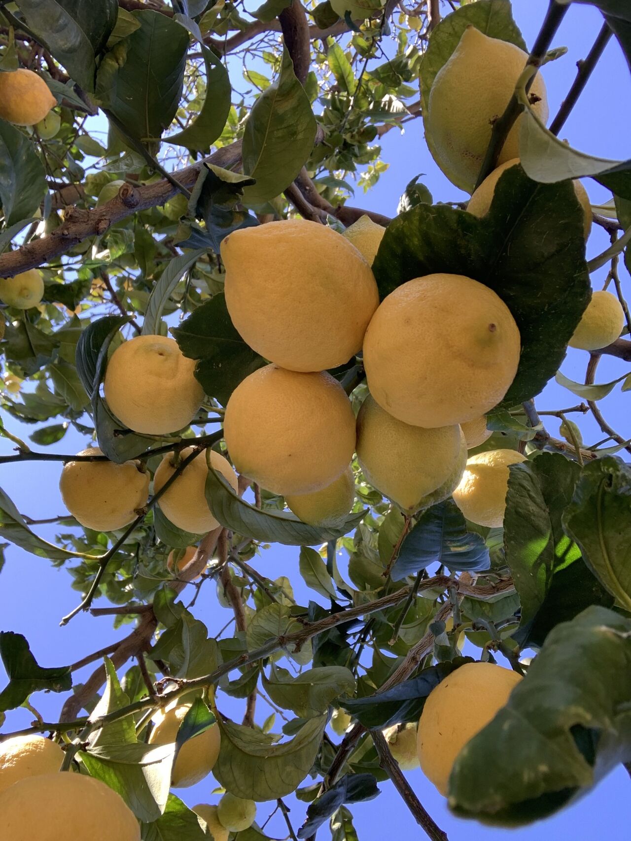 les citrons de pépé