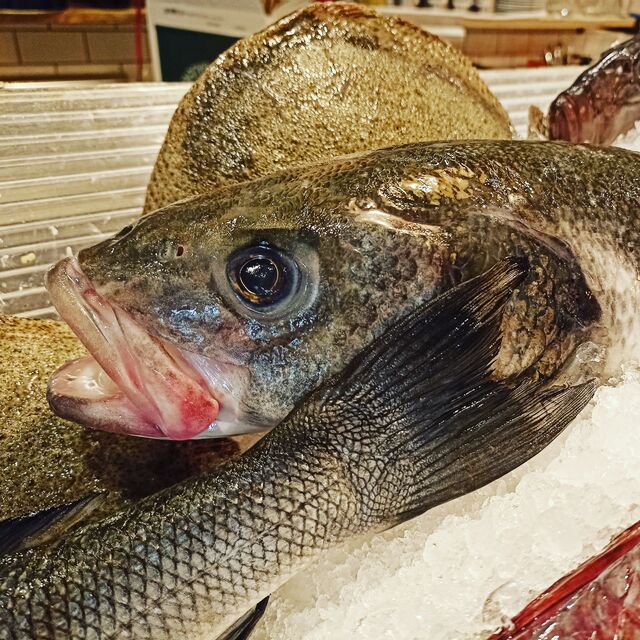 3 KG BRANZINO DI PESCA 