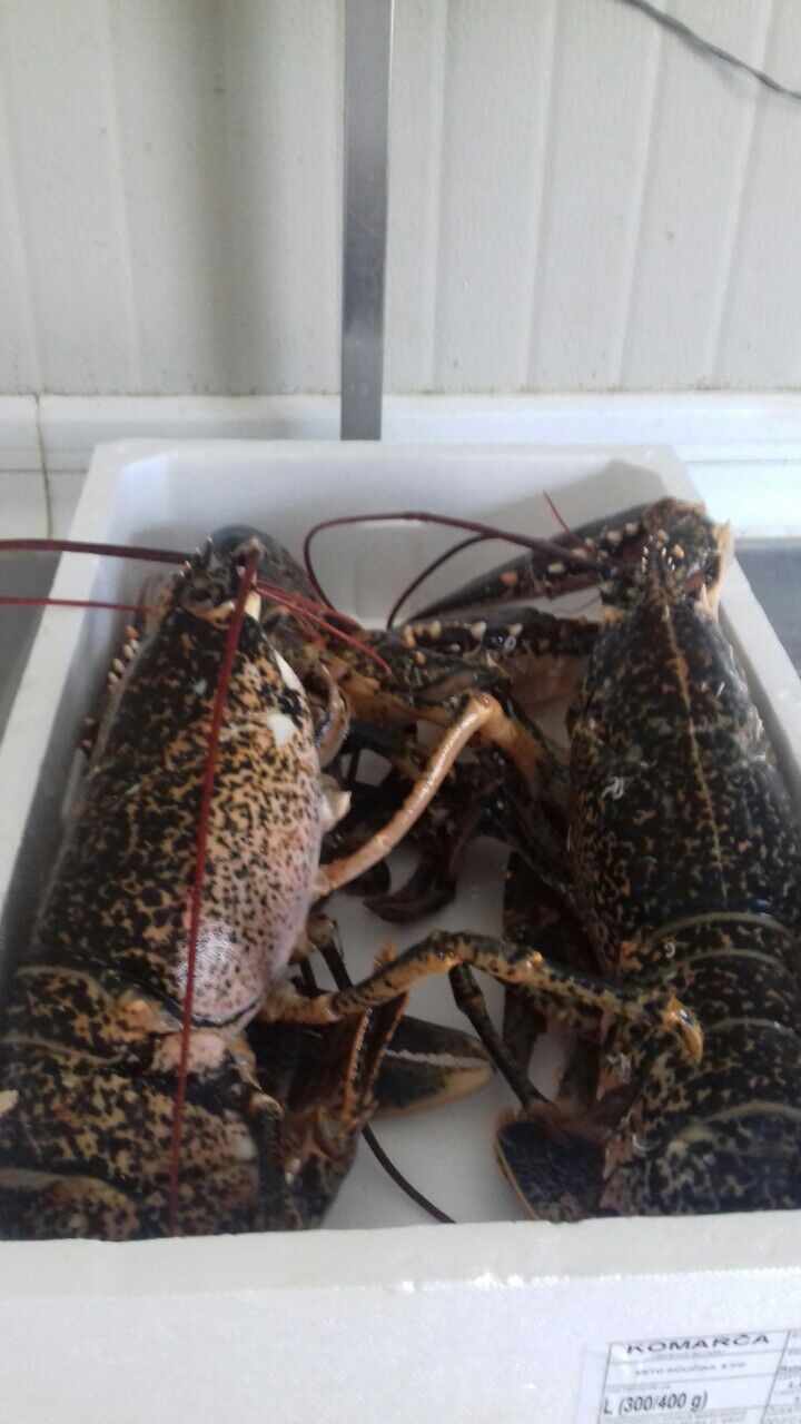 Domaći jadranski jastog