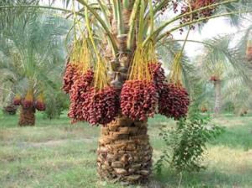 Dattes branchées Extra.