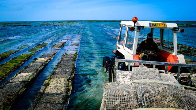 Nos Huîtres en direct de Blainville-sur-mer