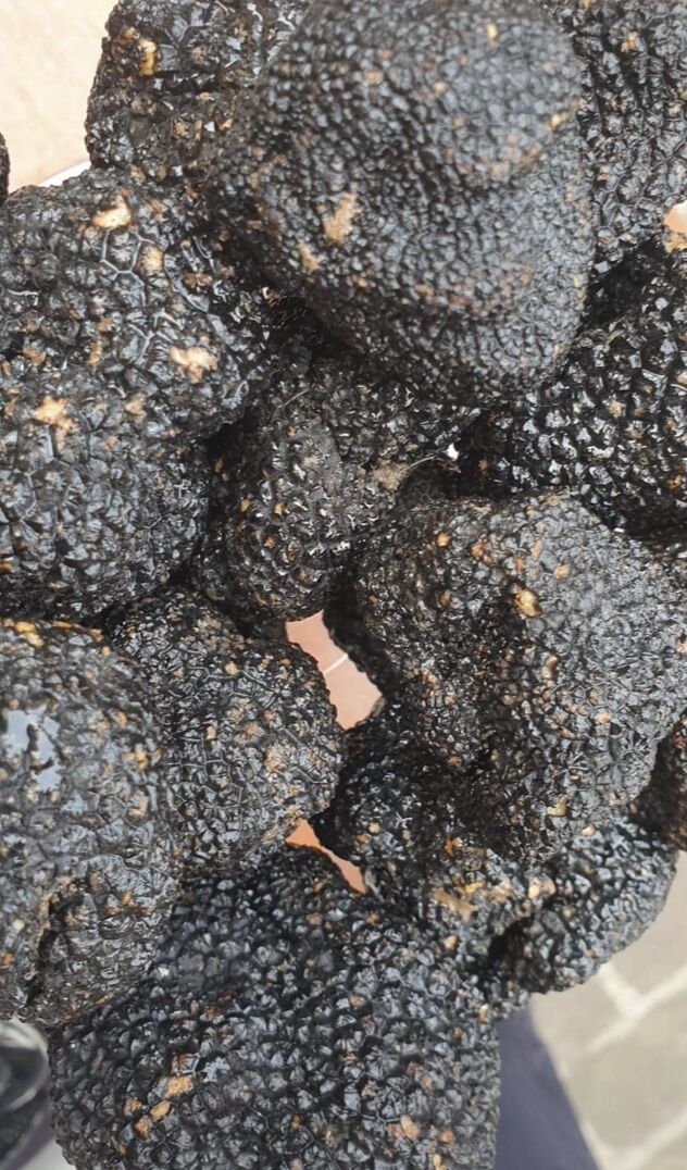 Truffes d’été pour le risotto 