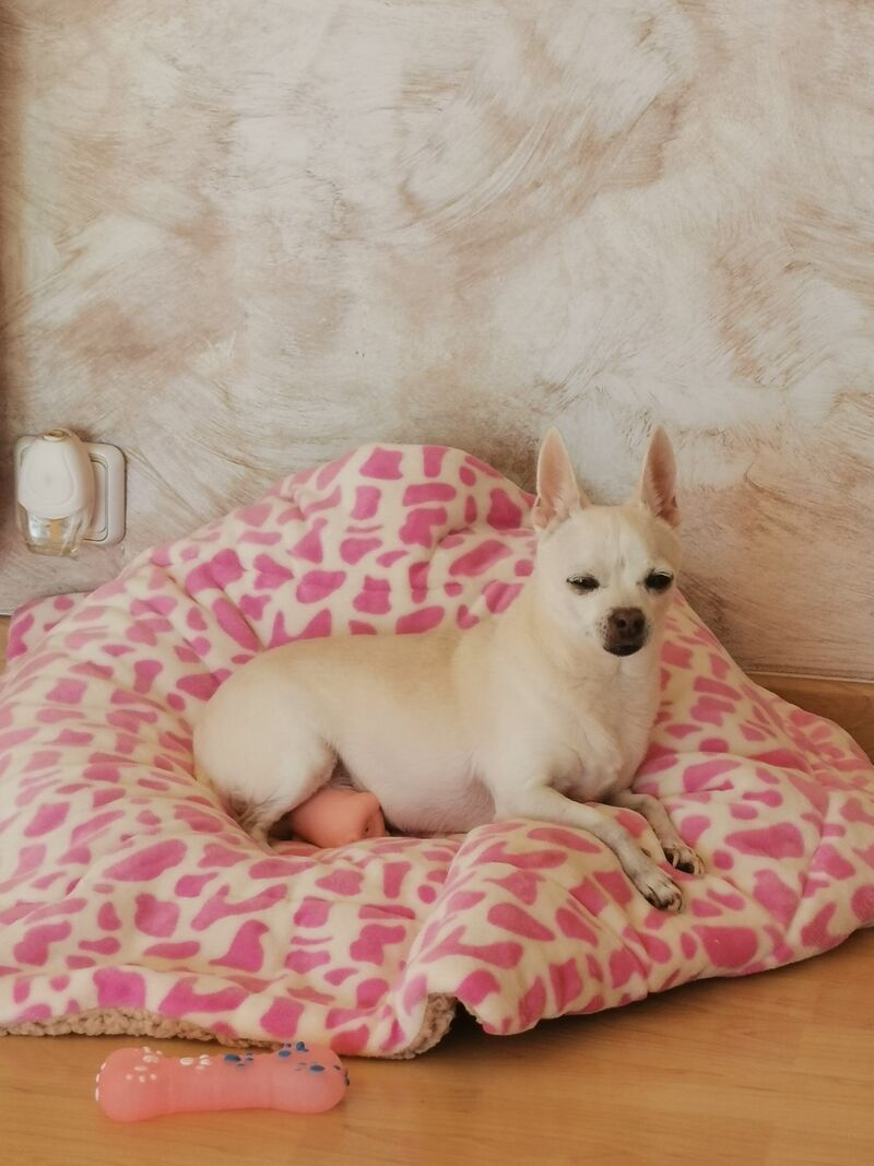 Gala Toda una Princesa 💝