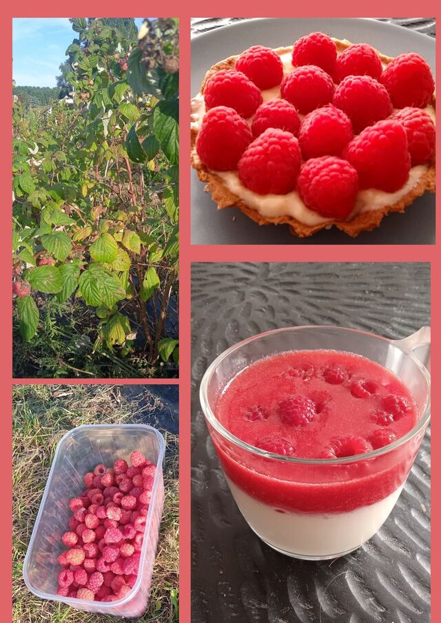 Cueillette de framboises et ses desserts : tartelette maison - panacotta 