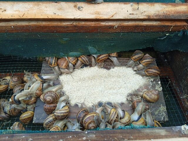 Les reproducteurs et leurs petits se nourrissent sans être dérangé par les limaces et autres nuisibles