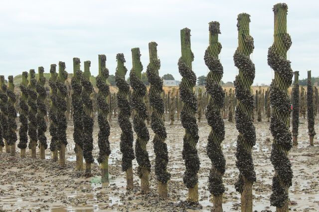 Réensemencement des moules sur Bouchot