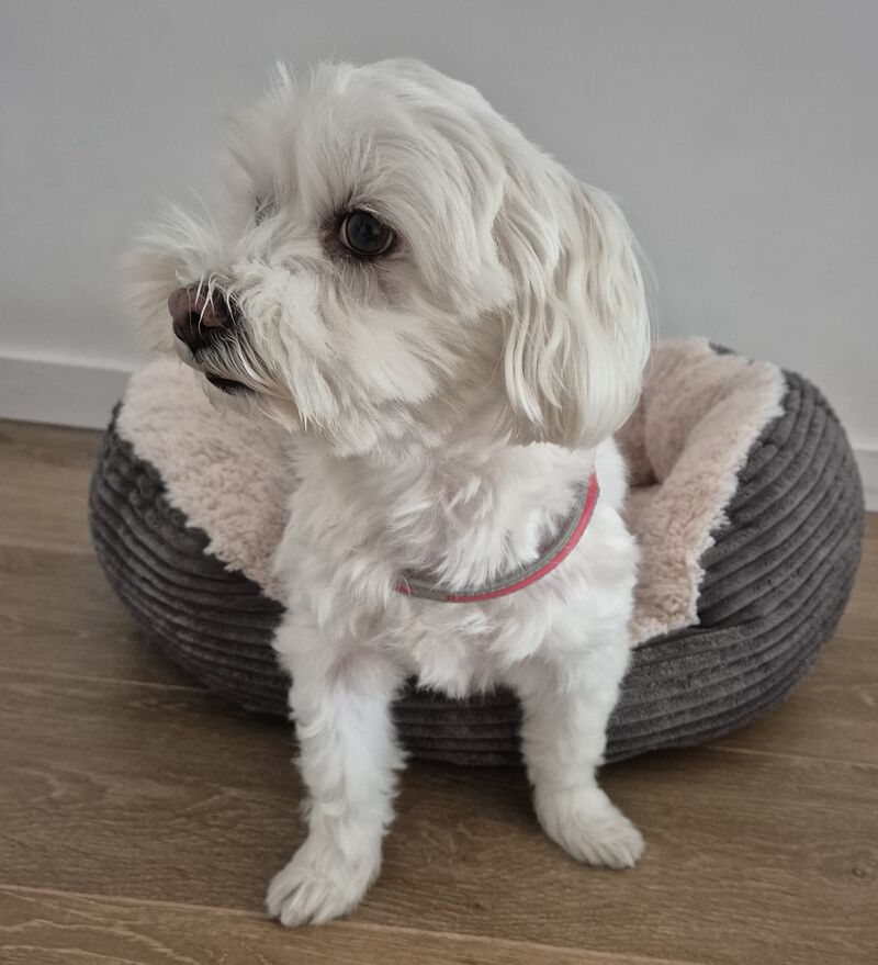 El pequeño Mac 💙