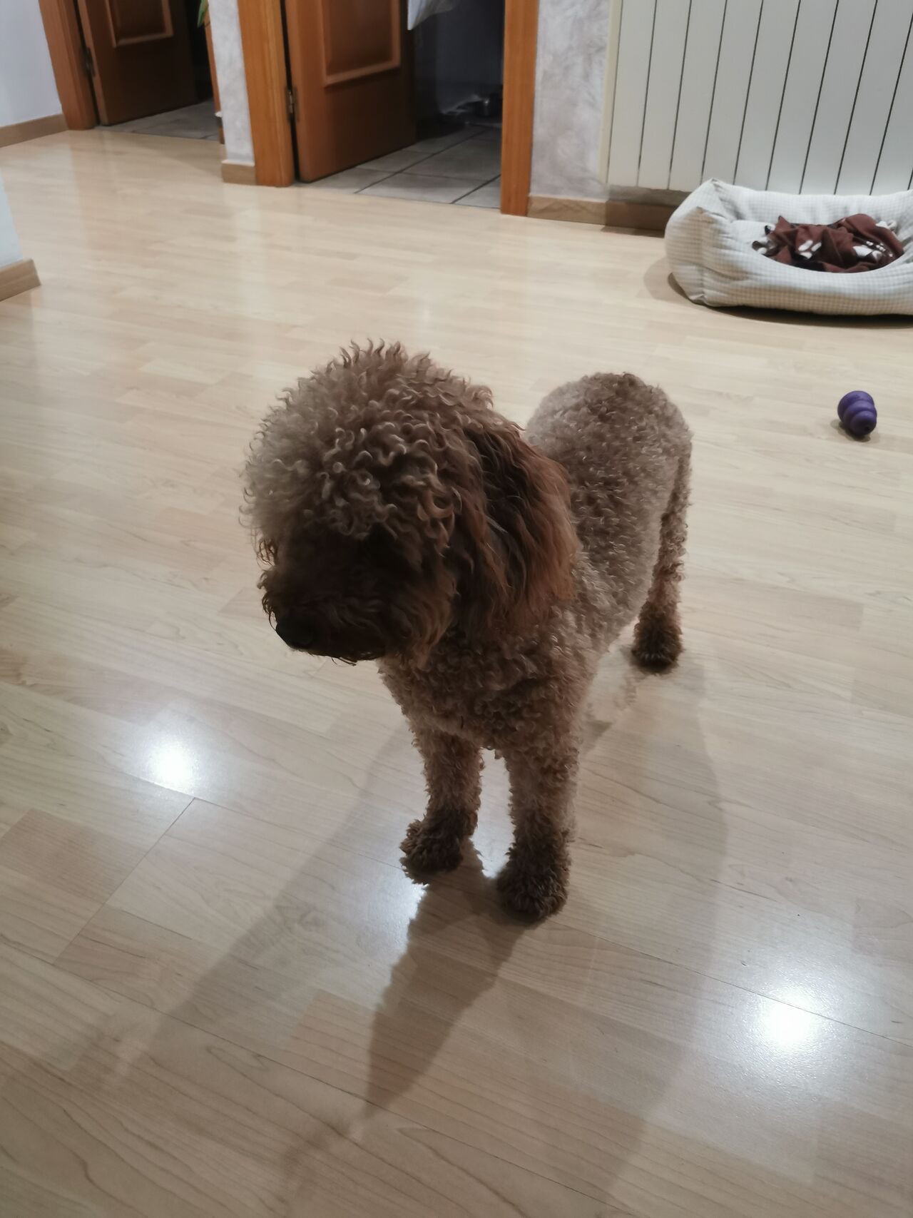 Holaa Soy Roscón 🐾