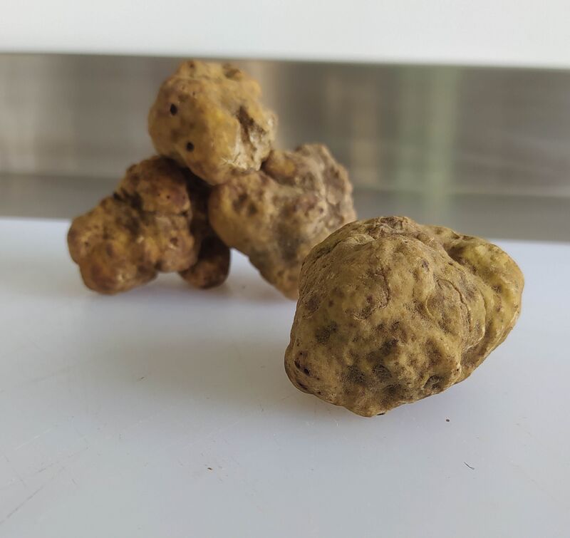 Tuber Magnatum (truffe blanche d'ALBA)