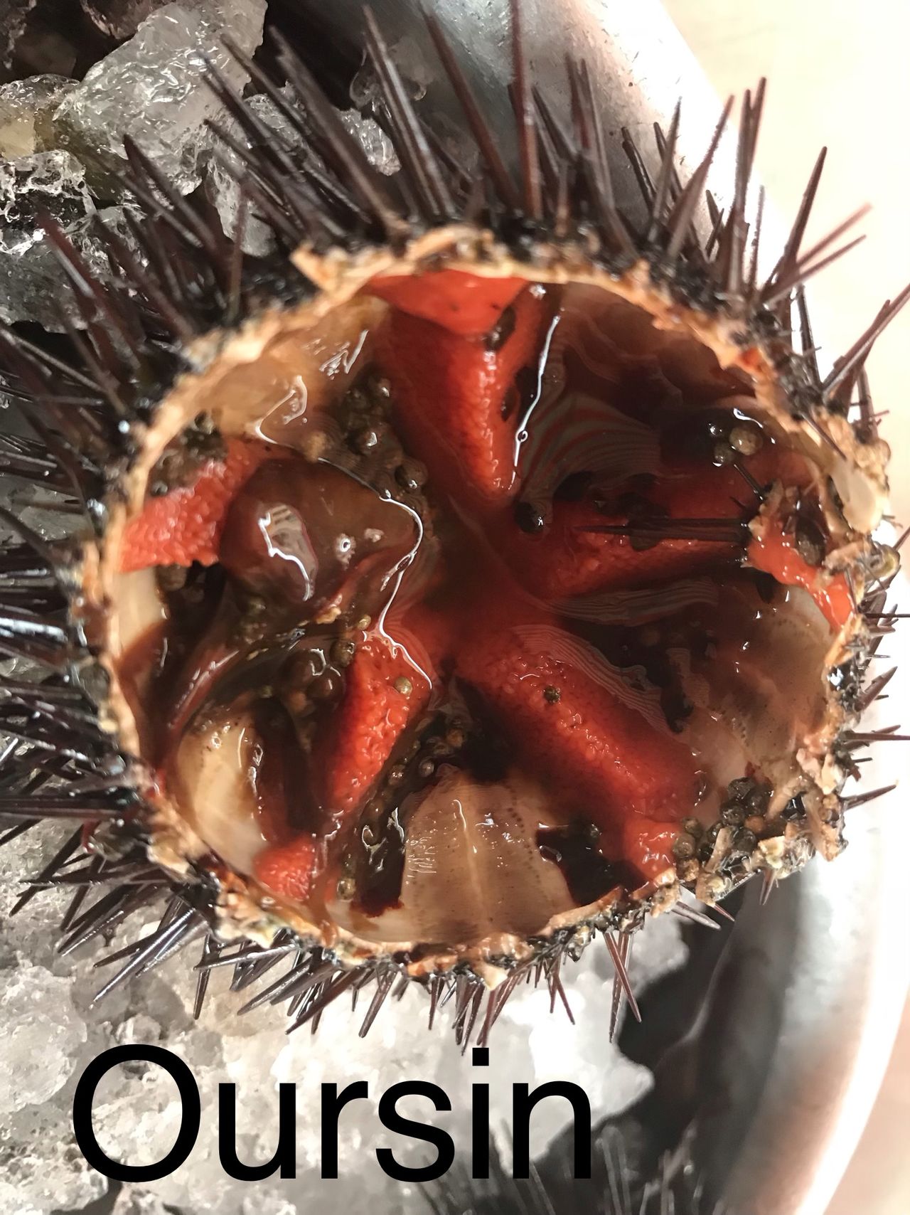 See urchin
Oursin