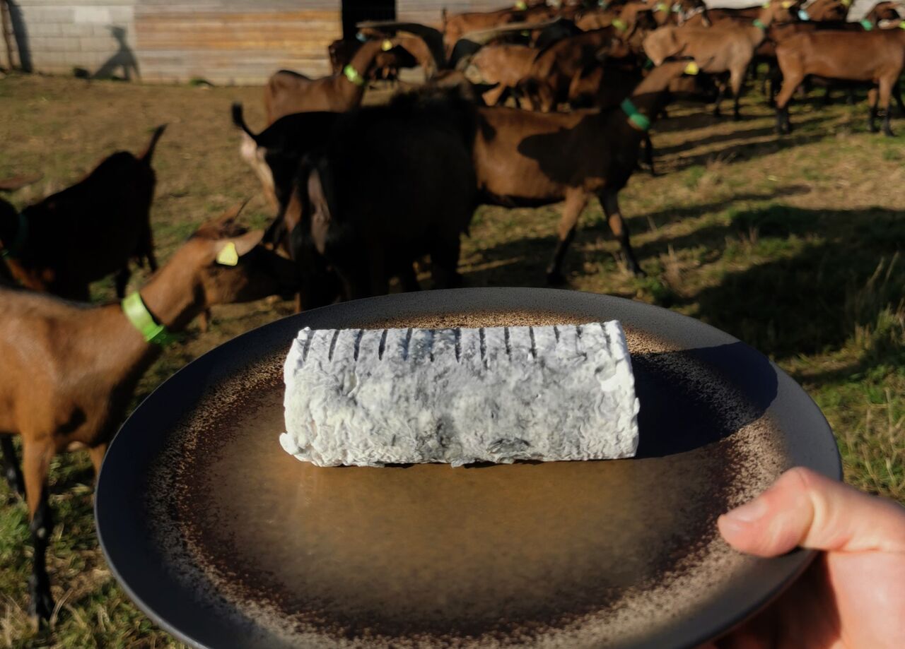 LA BUCHE DE CHEVRE CENDREE EN FRAIS