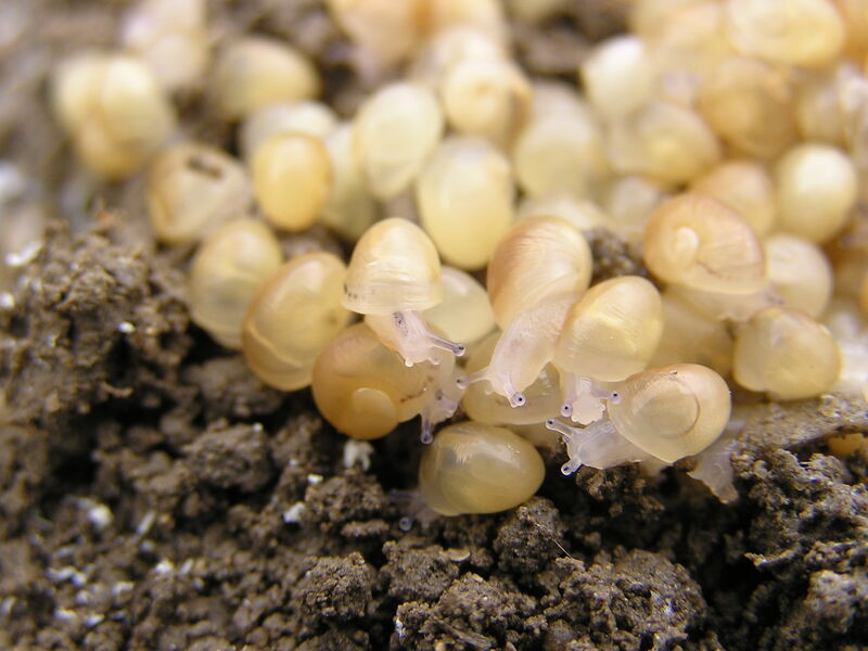 Naissain d'escargots de quelques jours